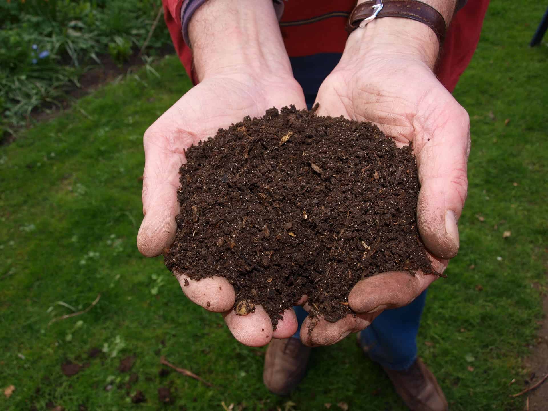 Photo of hands holding fresh compost.