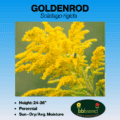 Goldenrod label