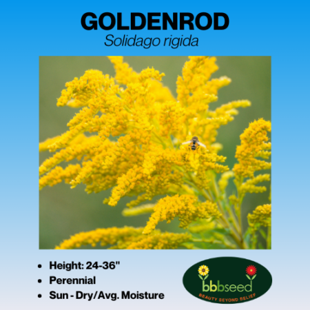 Goldenrod label