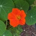 A vibrant orange garden flower!