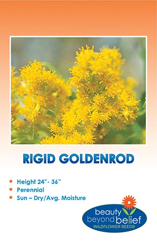 Packet of Rigid Goldenrod seeds.