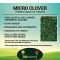 Close-up of micro clover (Trifolium repens) for lawns, soil enrichment, and weed control.