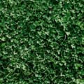Close-up of lush micro clover (Trifolium repens) ground cover.