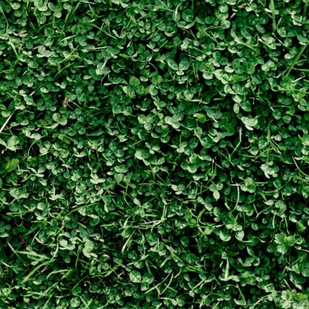 Close-up photo of a microclover lawn.