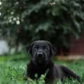 Young black puppy lying on lush green micro clover grass.