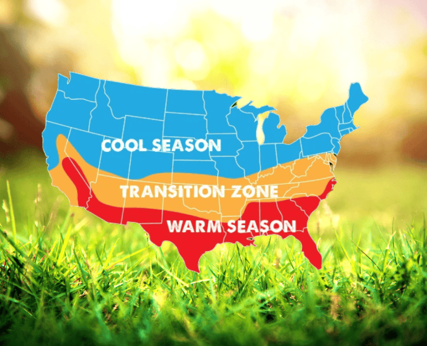 5 Low Maintenance Grasses and Grass Alternatives BBB Seed