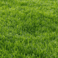 low growing fescue grass