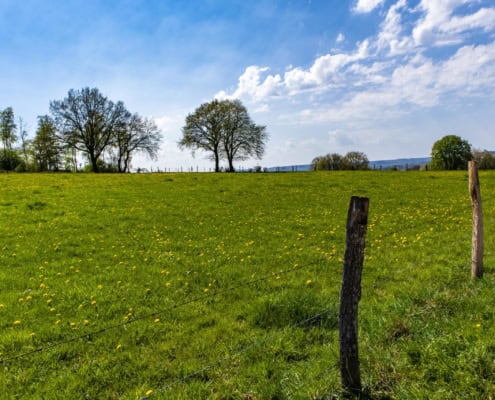 best time to plant grass seeds