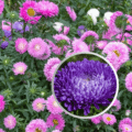 China Aster
