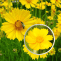 Lance-leaf Coreopsis