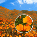 Orange California Poppy