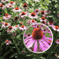 Purple Coneflower