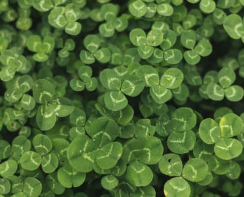 Benefits of Micro Clover as a Grass Alternative-macro-shot