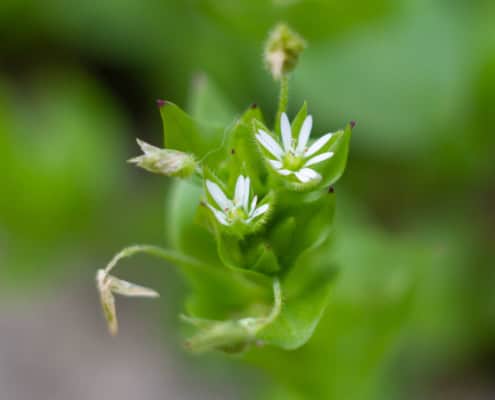 Chickweed stellaria media