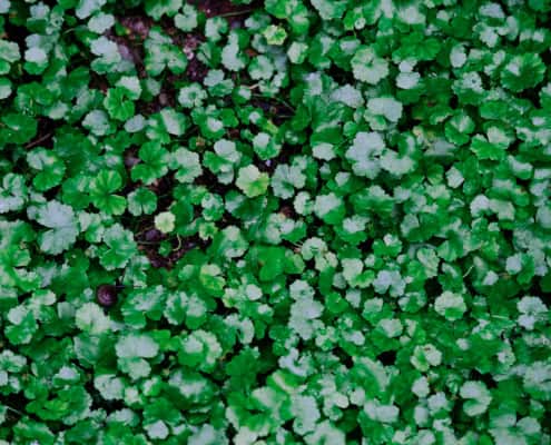 small green plant on background.