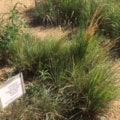 Bright green and brown Little Bluestem grass in native landscape.