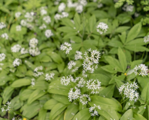 close-up-photo-and-Benefits of Sweet Woodruff as a Grass Alternative