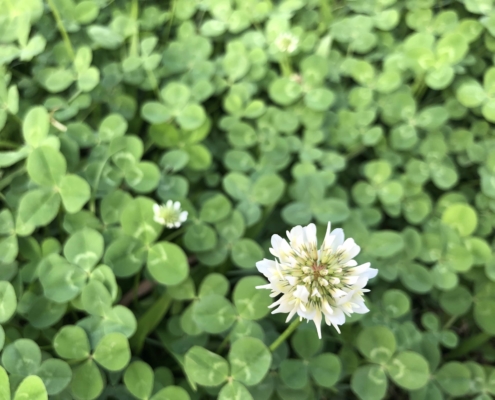 close-up-white-clover-flowering-plants-showing-the-Benefits of White Dutch Clover as a Grass Alternative
