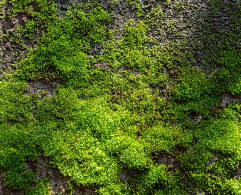 grooved-green-moss-and-its-benefits