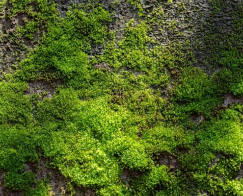 grooved-green-moss-and-its-benefits