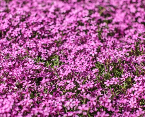 shallow-depth-field-photo-only-few-small-flowers-focus-pink-Benefits of Creeping Thyme as a Grass Alternative
