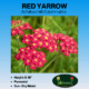 red yarrow