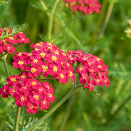 A photo of the blossom of a red yarrow plant