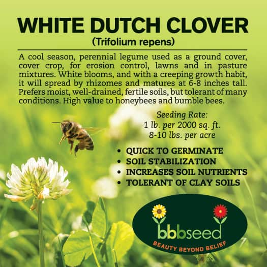 Label on a bag of White Dutch Clover seed.