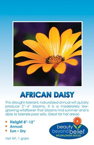 African Daisy Wildflower Seeds