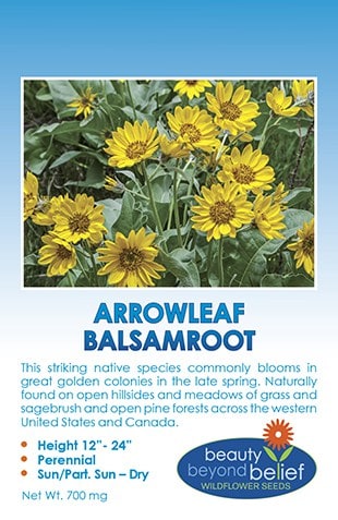 Arrowleaf Balsamroot