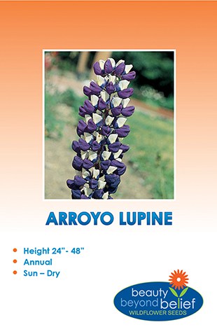 Arroyo Lupine