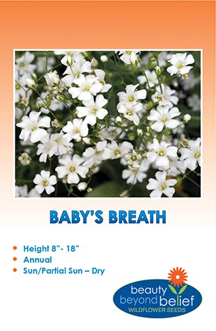 Baby's Breath Annual