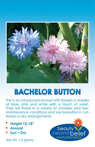 Bachelor Button