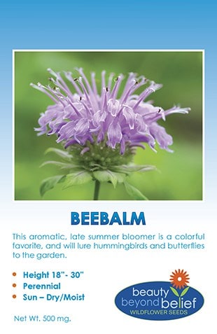 Mountain Beebalm Wildflower Seeds