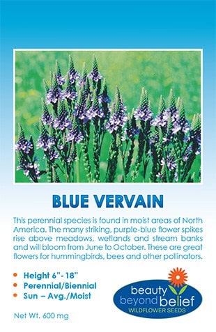 Blue Vervain