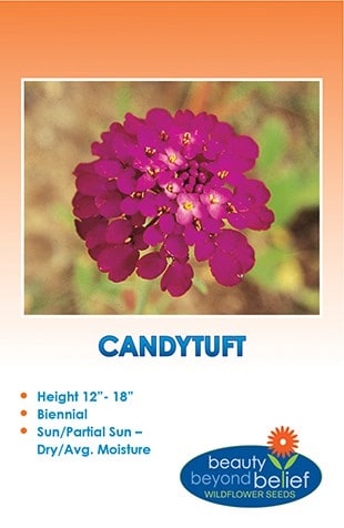 Candytuft Wildflower Seeds