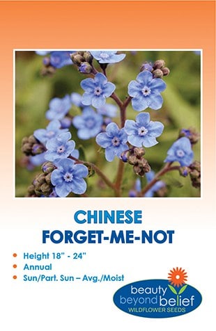 Chinese Forget-Me-Not