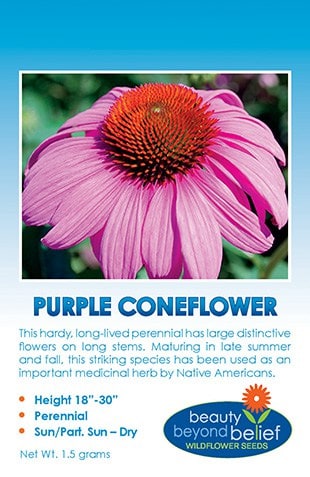 Purple Coneflower