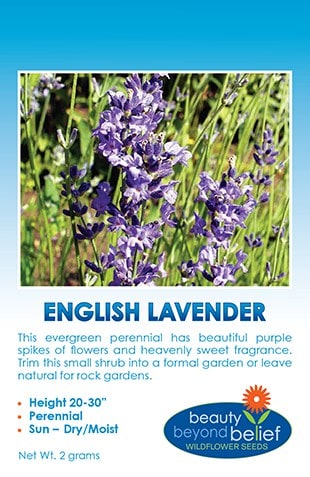 English Lavender