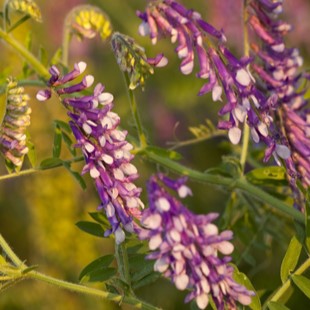 Purple flowers on Hairy Vetch.