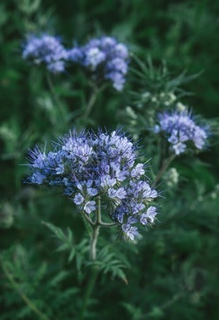 Lacy Phacelia Wildflowers