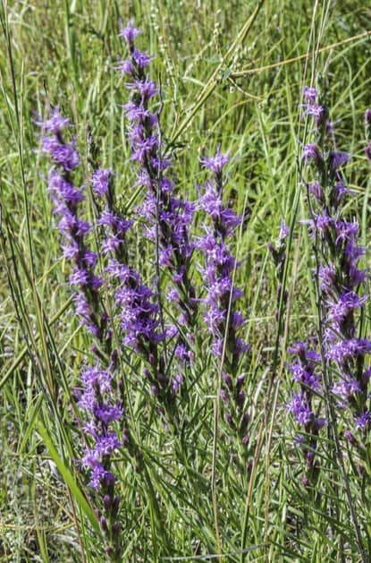 A photo of Liatris Punctata blooms