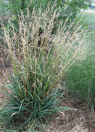 Photo of Little Bluestem