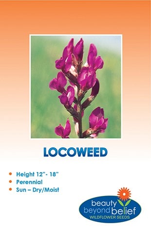 Purple Locoweed Wildflower Seeds