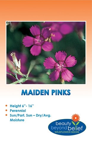 Maiden Pinks