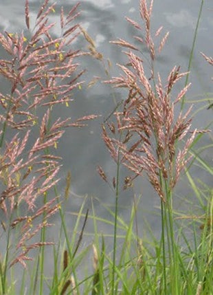 Photo of Mountain Bromegrass