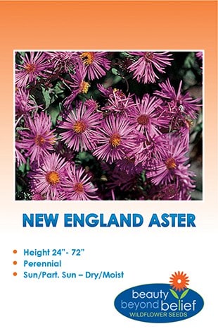 New England Aster Wildflower Seeds