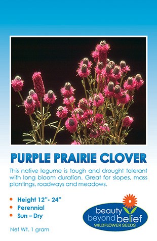 Purple Prairie Clover