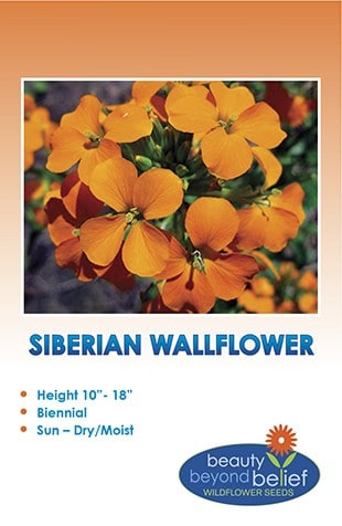 Siberian Wallflower