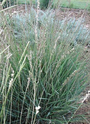 Photo of Sideoats Grama